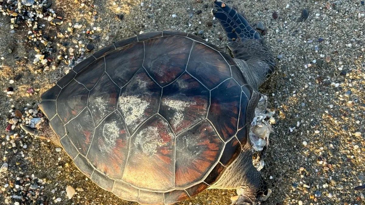 Kafası kopmuş caretta caretta bulundu