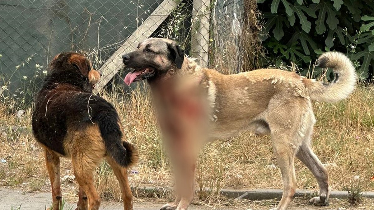 Avrupa’da sıkı düzenlemeler: Sokaklar başıboş hayvanlardan arındırıldı