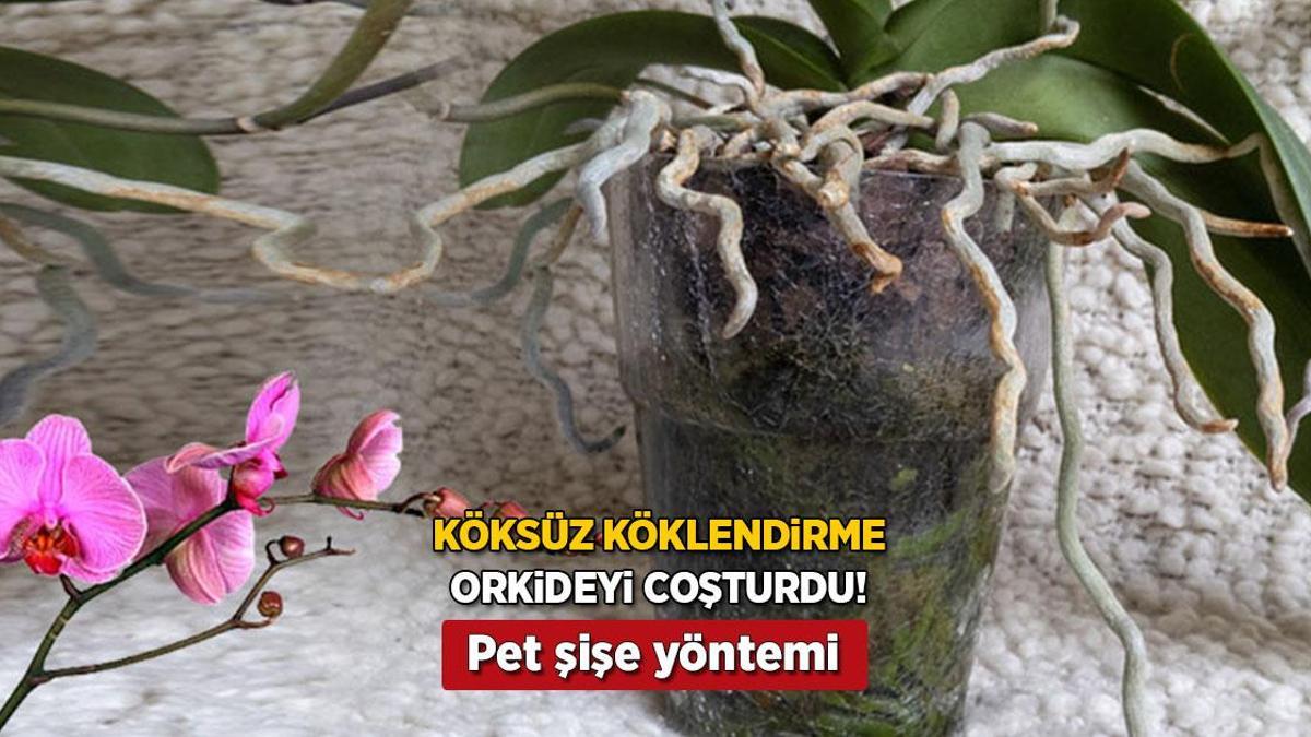 Köksüz orkideyi bile köklendirir! Azıcık zerdeçal dökün, pet şişede büyüyor
